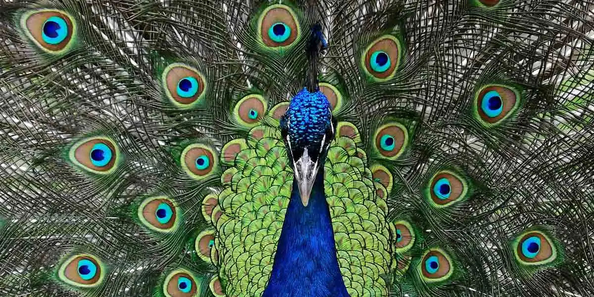 peacock, feathers, male, female, atlantic, mating, tail