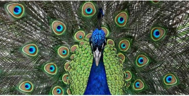 peacock, feathers, male, female, atlantic, mating, tail