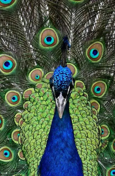 peacock, feathers, male, female, atlantic, mating, tail