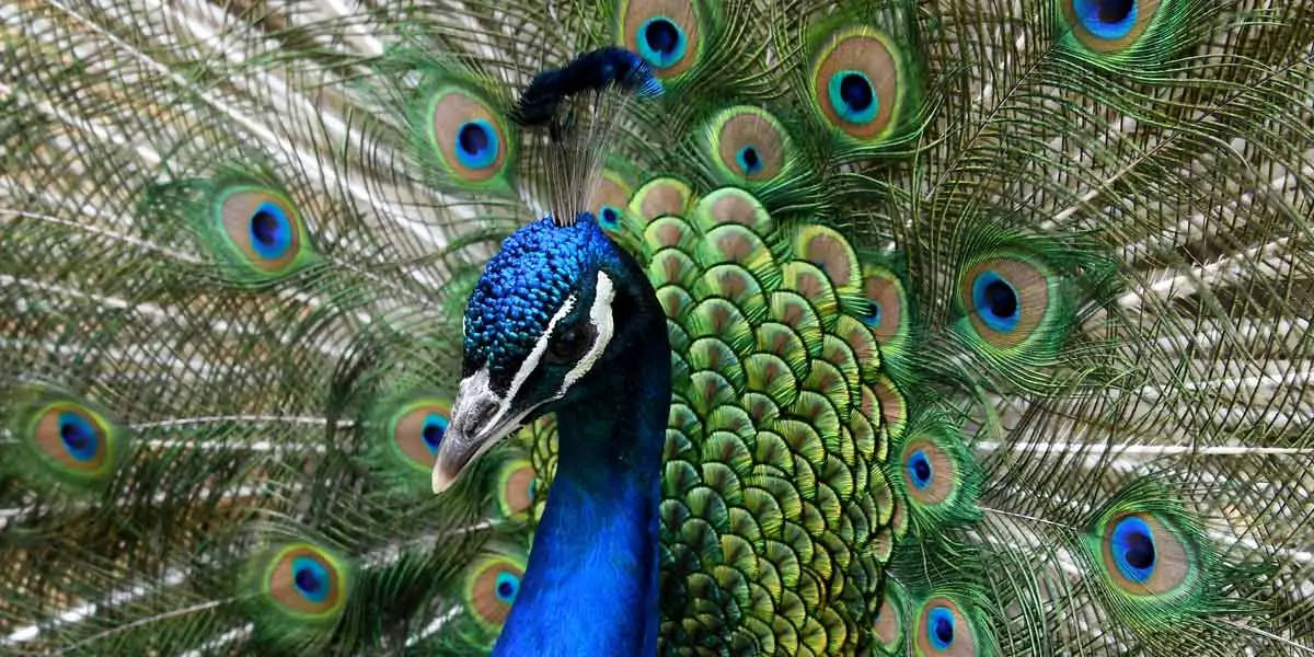 peacock, feathers, male, female, atlantic, mating, tail, peahen, peachicks