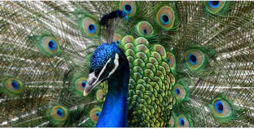 peacock, feathers, male, female, atlantic, mating, tail, peahen, peachicks