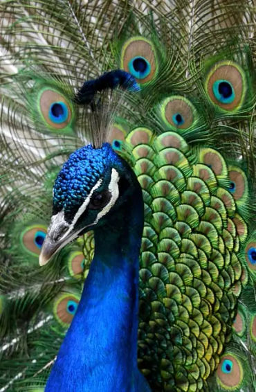 peacock, feathers, male, female, atlantic, mating, tail, peahen, peachicks