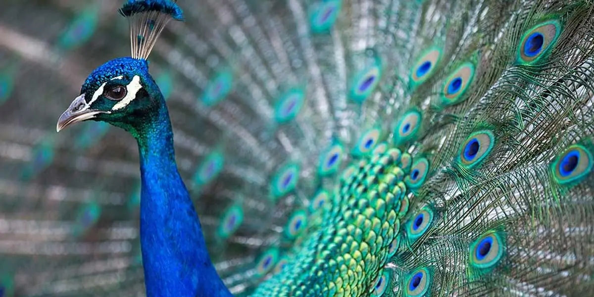 peacock, feathers, male, female, atlantic, mating, tail, peahen, peachicks