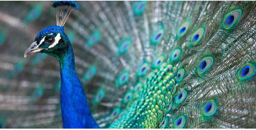 peacock, feathers, male, female, atlantic, mating, tail, peahen, peachicks