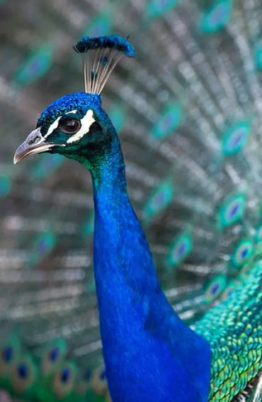 peacock, feathers, male, female, atlantic, mating, tail, peahen, peachicks