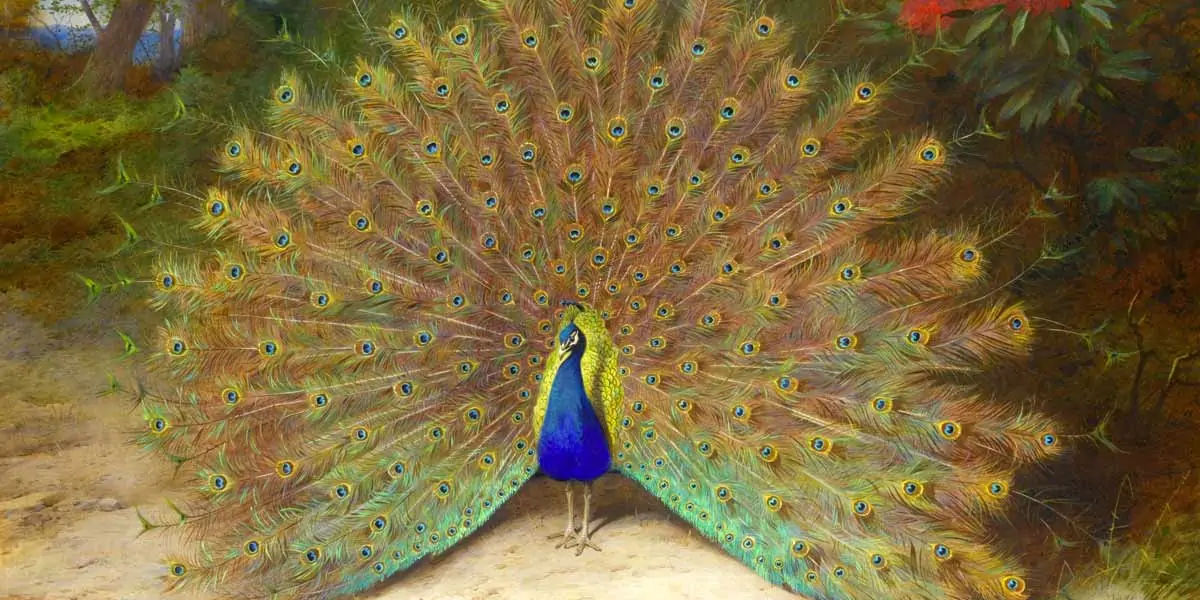 peacock, feathers, male, female, atlantic, mating, tail, peahen, peachicks