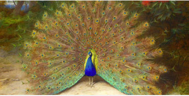 peacock, feathers, male, female, atlantic, mating, tail, peahen, peachicks