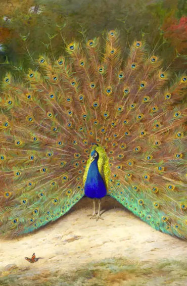 peacock, feathers, male, female, atlantic, mating, tail, peahen, peachicks