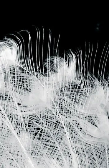 peacock, feathers, male, female, atlantic, mating, tail, peahen, peachicks