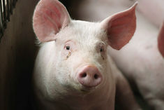 african swine fever spread in tripura orders to kill pigs
