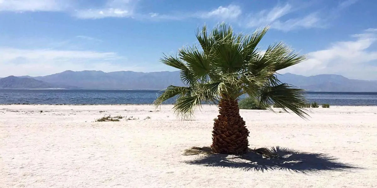 palm trees, facts about palm trees, palm trees facts
