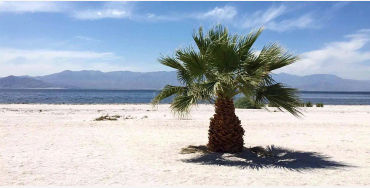 palm trees, facts about palm trees, palm trees facts