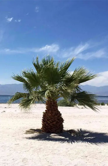 palm trees, facts about palm trees, palm trees facts