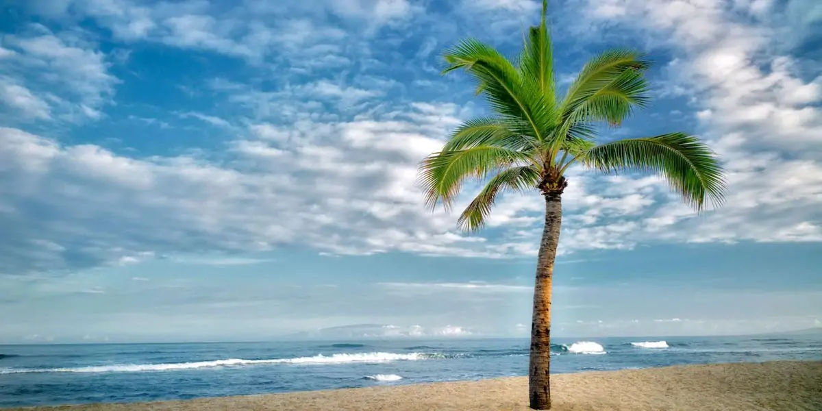 palm trees, facts about palm trees, palm trees facts