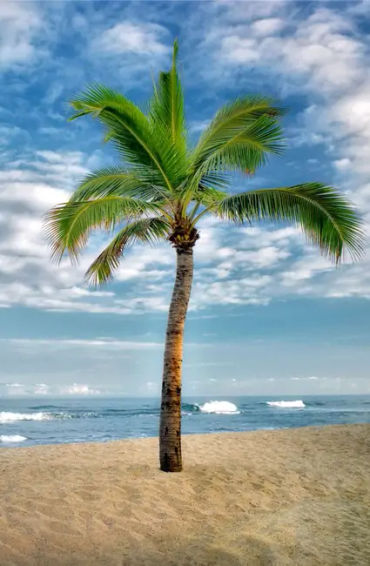 palm trees, facts about palm trees, palm trees facts