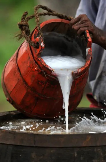 palm trees, facts about palm trees, palm trees facts