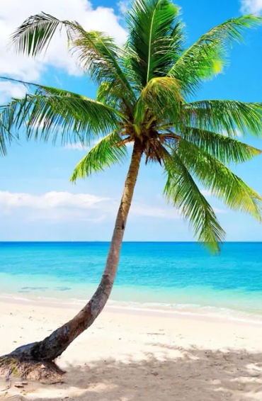 palm trees, facts about palm trees, palm trees facts