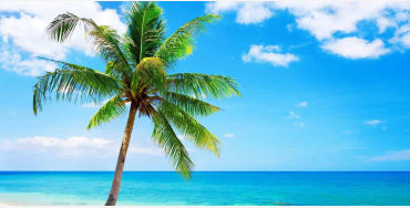 palm trees, facts about palm trees, palm trees facts