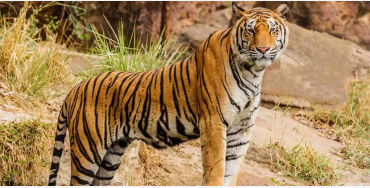 royal, bengal, royalbengal, tiger, bigcat, animal, carnivor, maletiger