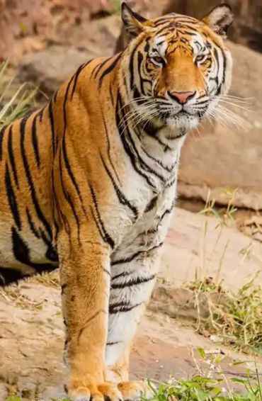 royal, bengal, royalbengal, tiger, bigcat, animal, carnivor, maletiger
