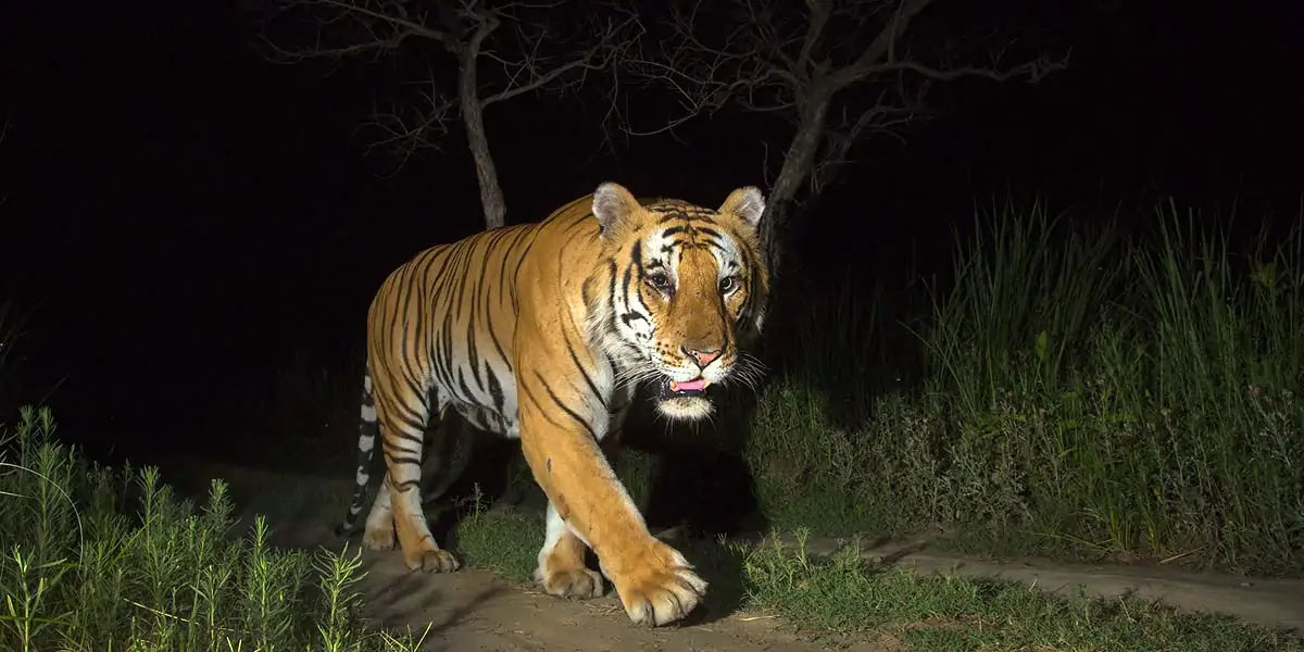 royal, bengal, royalbengal, tiger, bigcat, animal, carnivor, maletiger, nocturnal