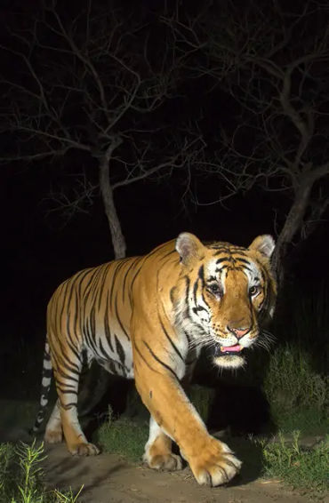 royal, bengal, royalbengal, tiger, bigcat, animal, carnivor, maletiger, nocturnal