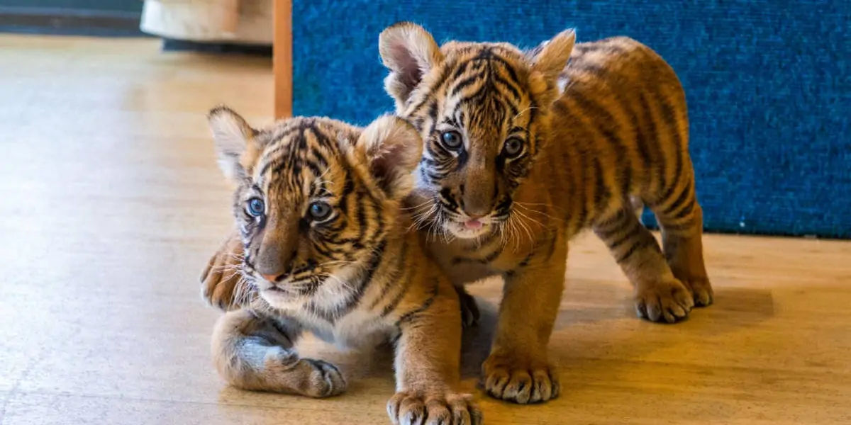 See This Unstoppable Tiger Cub Wrestle Their Mother's Face - AZ Animals