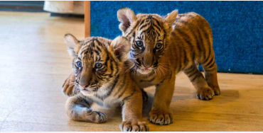 royal, bengal, royalbengal, tiger, bigcat, animal, carnivor, maletiger, nocturnal