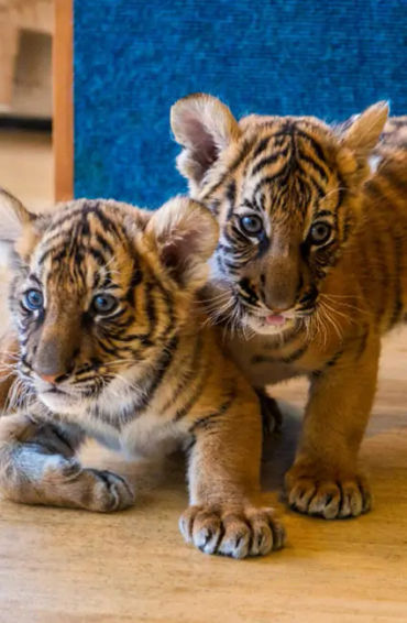 royal, bengal, royalbengal, tiger, bigcat, animal, carnivor, maletiger, nocturnal