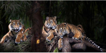 royal, bengal, royalbengal, tiger, bigcat, animal, carnivor, maletiger, nocturnal, ambush, streak