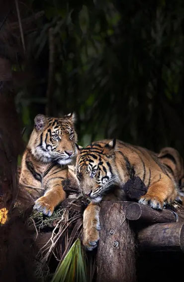 royal, bengal, royalbengal, tiger, bigcat, animal, carnivor, maletiger, nocturnal, ambush, streak