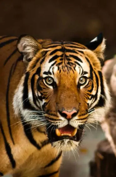 royal, bengal, royalbengal, tiger, bigcat, animal, carnivore, maletiger, nocturnal, ambush, streak