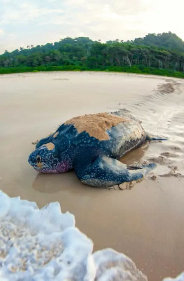 andaman, nicobar, malay, hanuman, india, handyman, nakkavaram, southindia, landofthenaked, tanjore, 