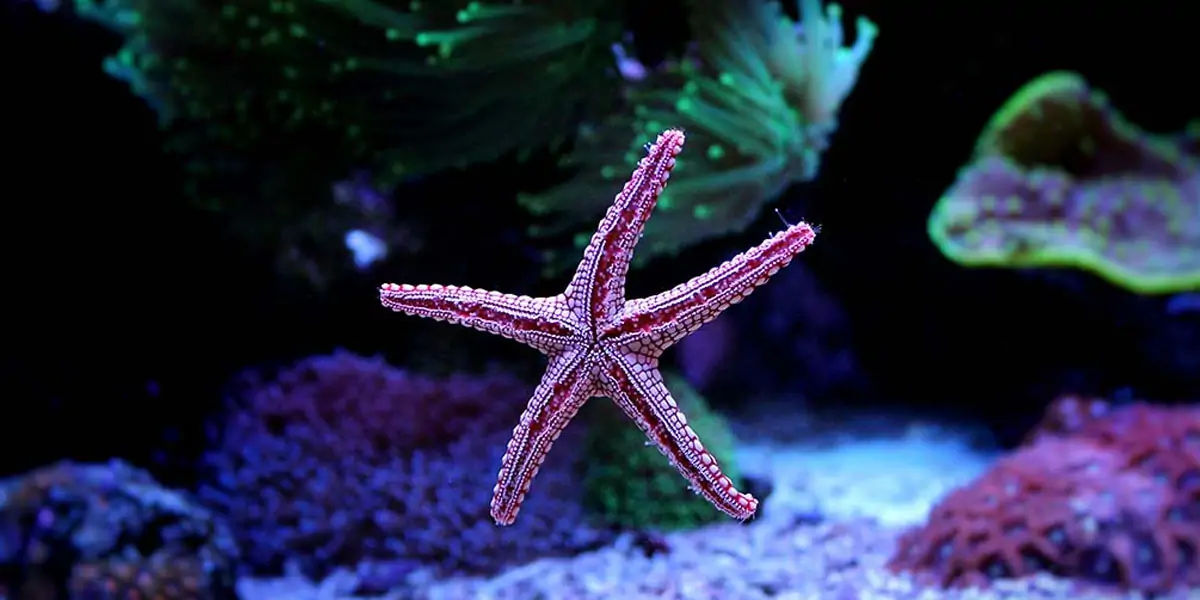 starfish, seastars, fish, water, sea, fish, gills