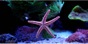 starfish, seastars, fish, water, sea, fish, gills