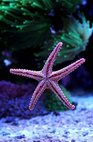 starfish, seastars, fish, water, sea, fish, gills