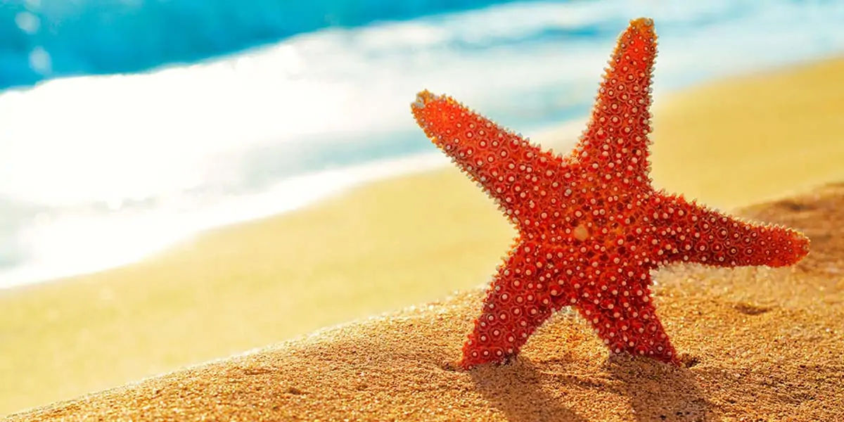 starfish, seastars, fish, water, sea, fish, gills, echinoderms, spine, seacucumber, sealillies, phyl