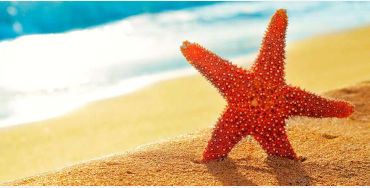 starfish, seastars, fish, water, sea, fish, gills, echinoderms, spine, seacucumber, sealillies, phyl