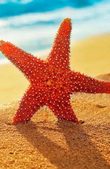 starfish, seastars, fish, water, sea, fish, gills, echinoderms, spine, seacucumber, sealillies, phyl
