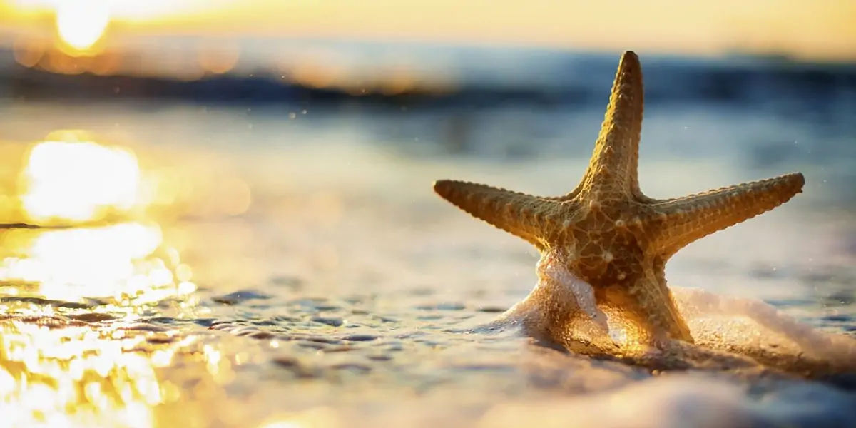 starfish, seastars, fish, water, sea, fish, gills, echinoderms, spine, seacucumber, sealillies, phyl