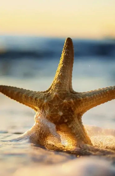 starfish, seastars, fish, water, sea, fish, gills, echinoderms, spine, seacucumber, sealillies, phyl