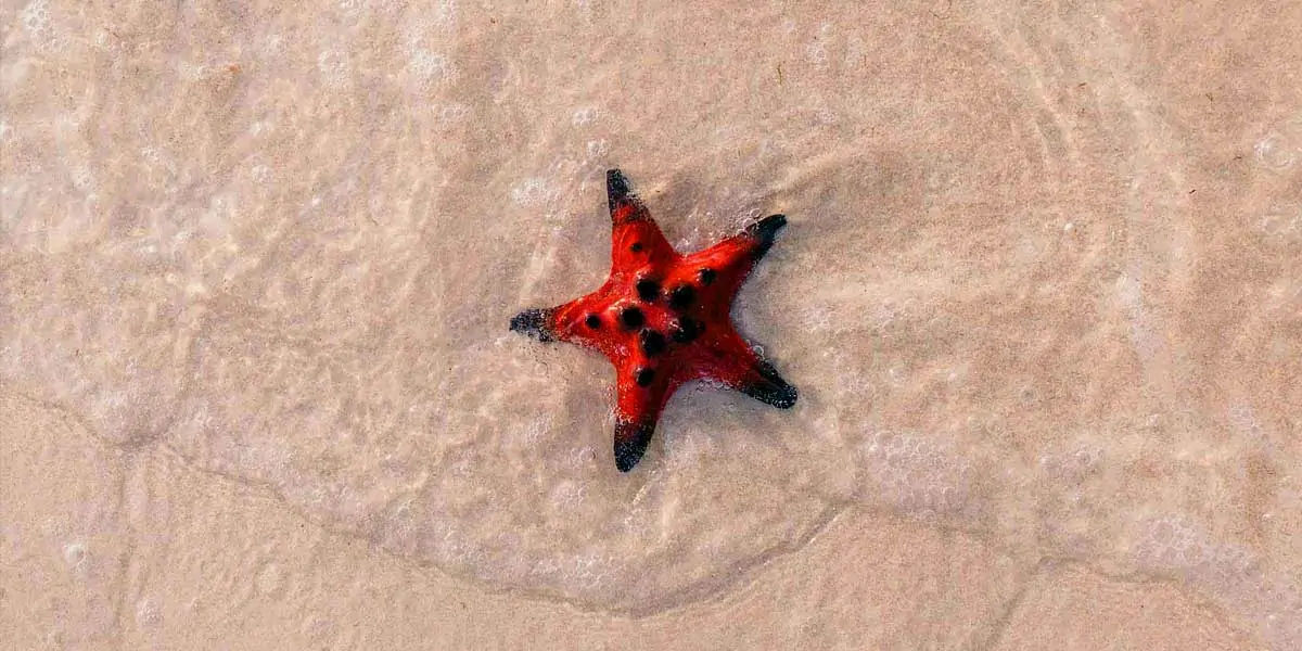 starfish, seastars, fish, water, sea, fish, gills, echinoderms, spine, seacucumber, sealillies, phyl
