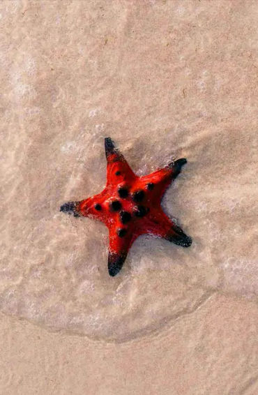 starfish, seastars, fish, water, sea, fish, gills, echinoderms, spine, seacucumber, sealillies, phyl