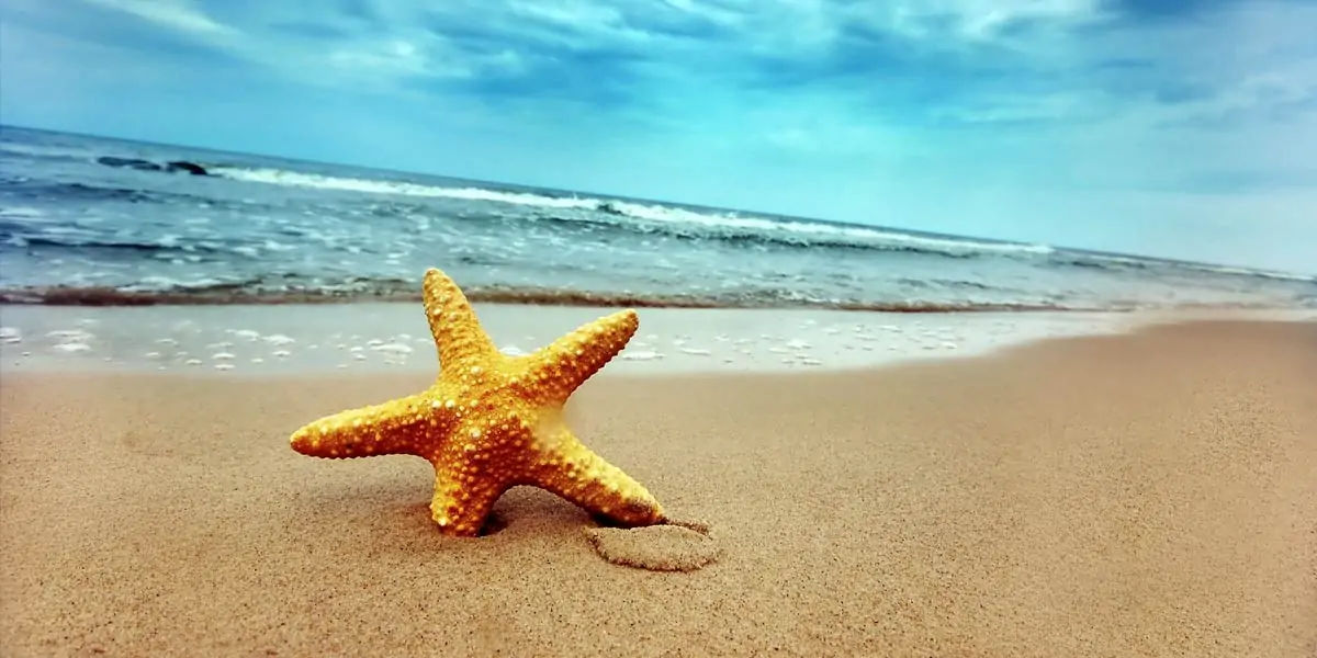 starfish, seastars, fish, water, sea, fish, gills, echinoderms, spine, seacucumber, sealillies, phyl