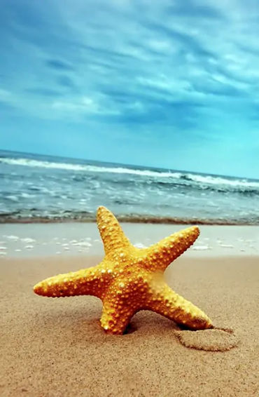 starfish, seastars, fish, water, sea, fish, gills, echinoderms, spine, seacucumber, sealillies, phyl