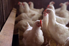 h3n8 strain of bird flu in china