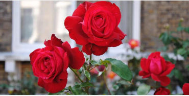 roses, flowers, oldestplants, guniessbooks, world records, genus rosa, familyrosaceae, species, rome