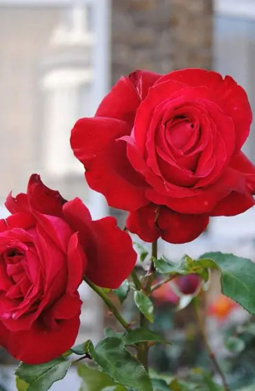 roses, flowers, oldestplants, guniessbooks, world records, genus rosa, familyrosaceae, species, rome