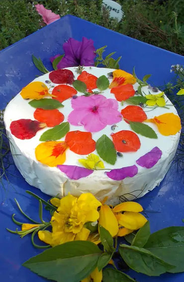 roses, flowers, oldestplants, guniessbooks, world records, genus rosa, familyrosaceae, species, rome