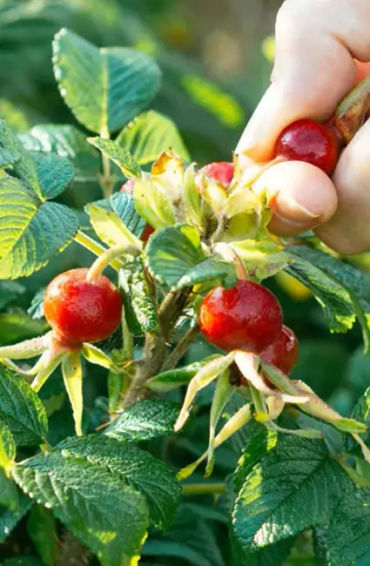 roses, flowers, oldestplants, guniessbooks, world records, genus rosa, familyrosaceae, species, rome